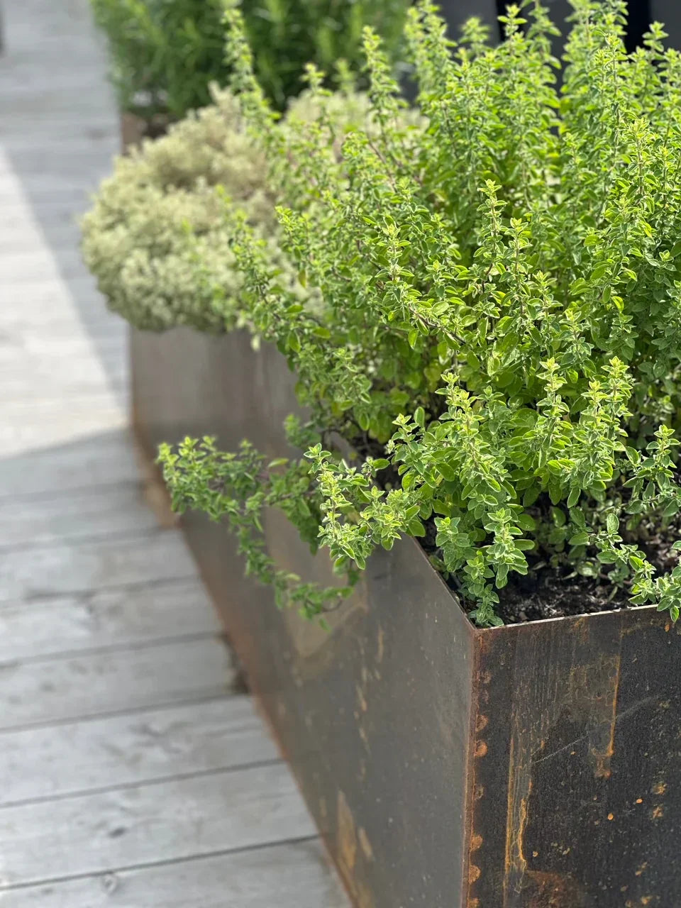 Planten voor plantenbakken | Inspiratie opdoen voor plantenbakken | Staaltuin