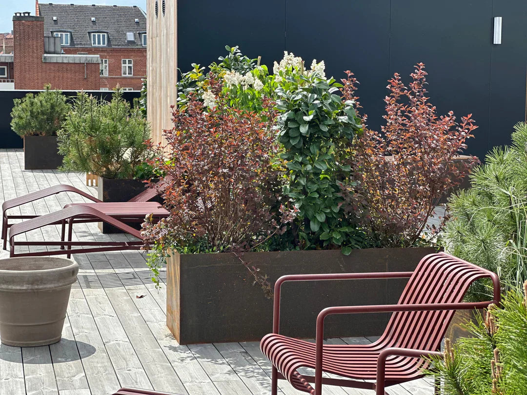 Planten voor het terras | Geef uw terras nieuw leven | Staaltuin