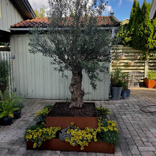 Plantenbak, vierkant